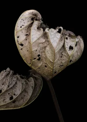 Autumn Leaves 2