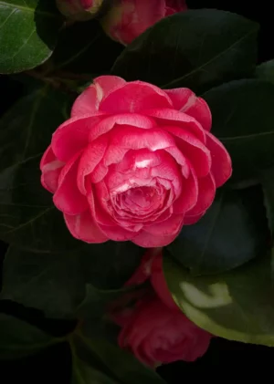 Camelia