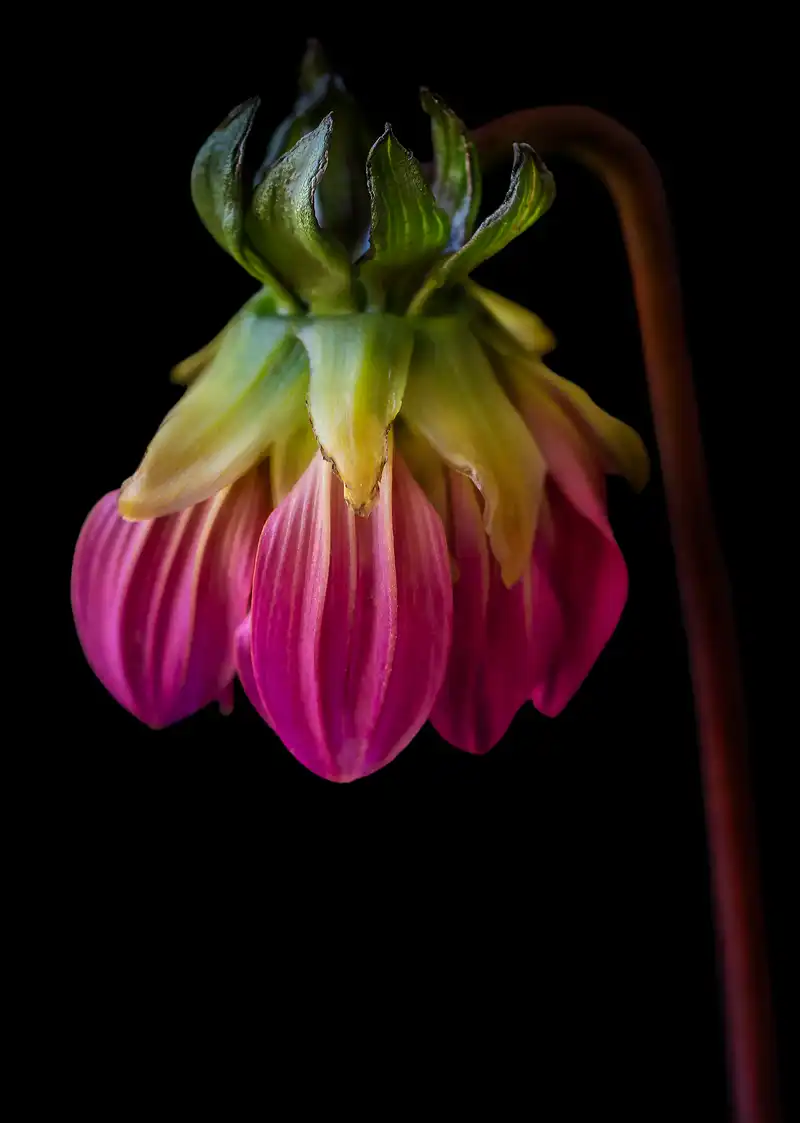 Dahlia