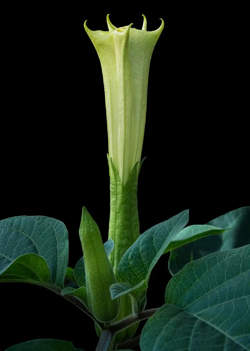 Datura