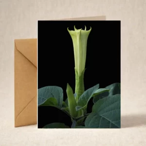 Datura Greeting Card