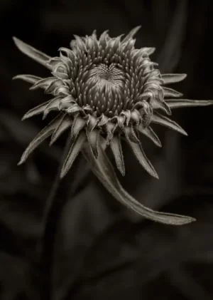 Echinacea