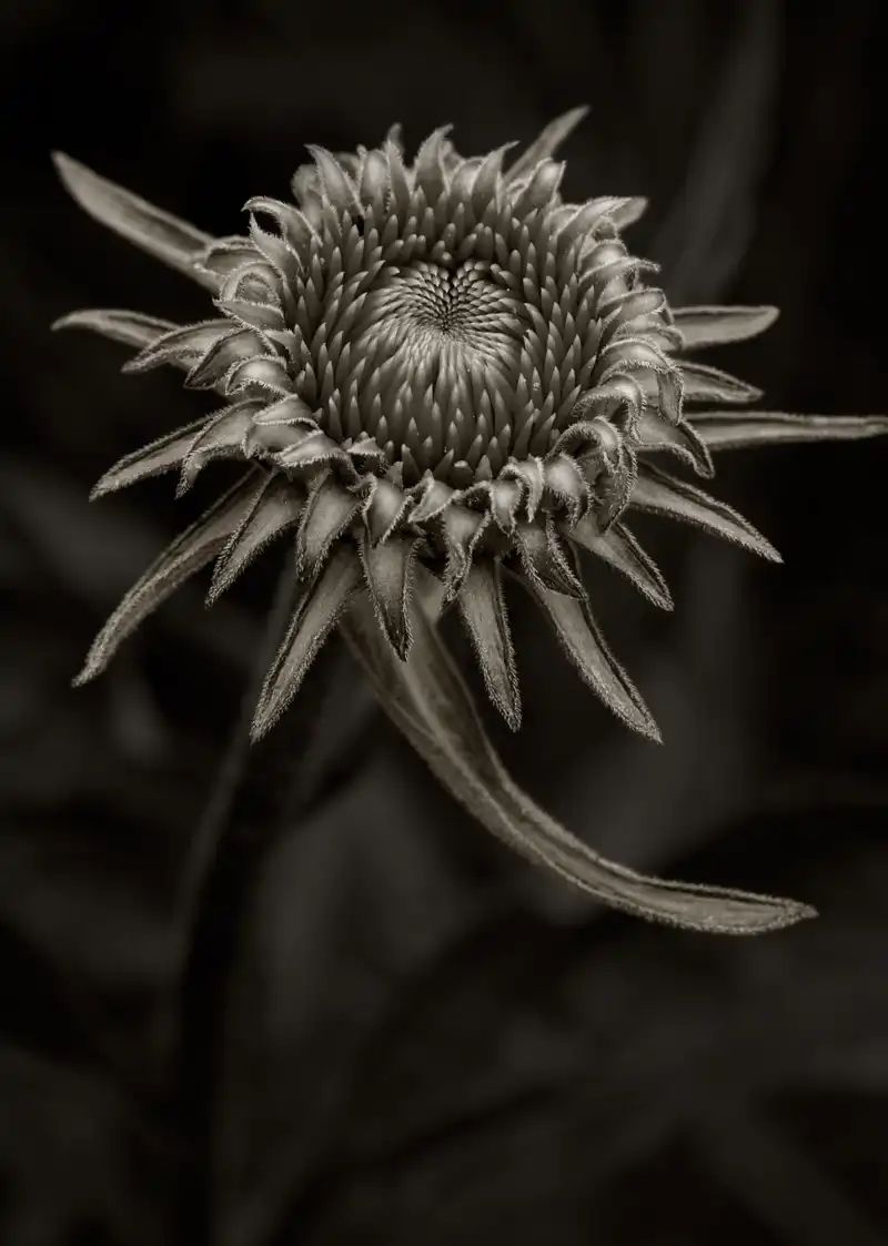 Echinacea