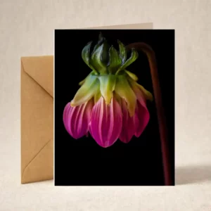 Greeting Card - Dahlia