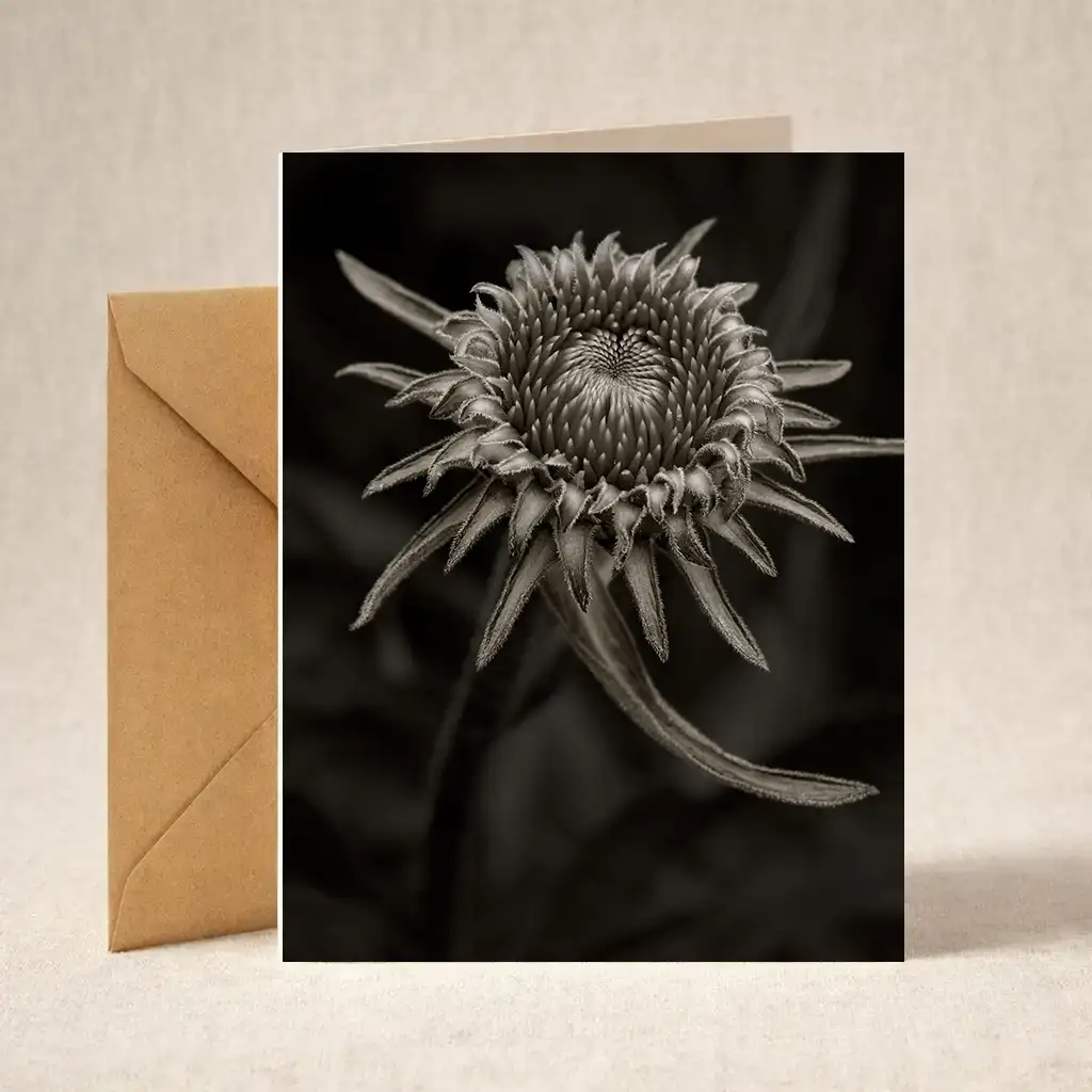 GreetingCards_Echinacea