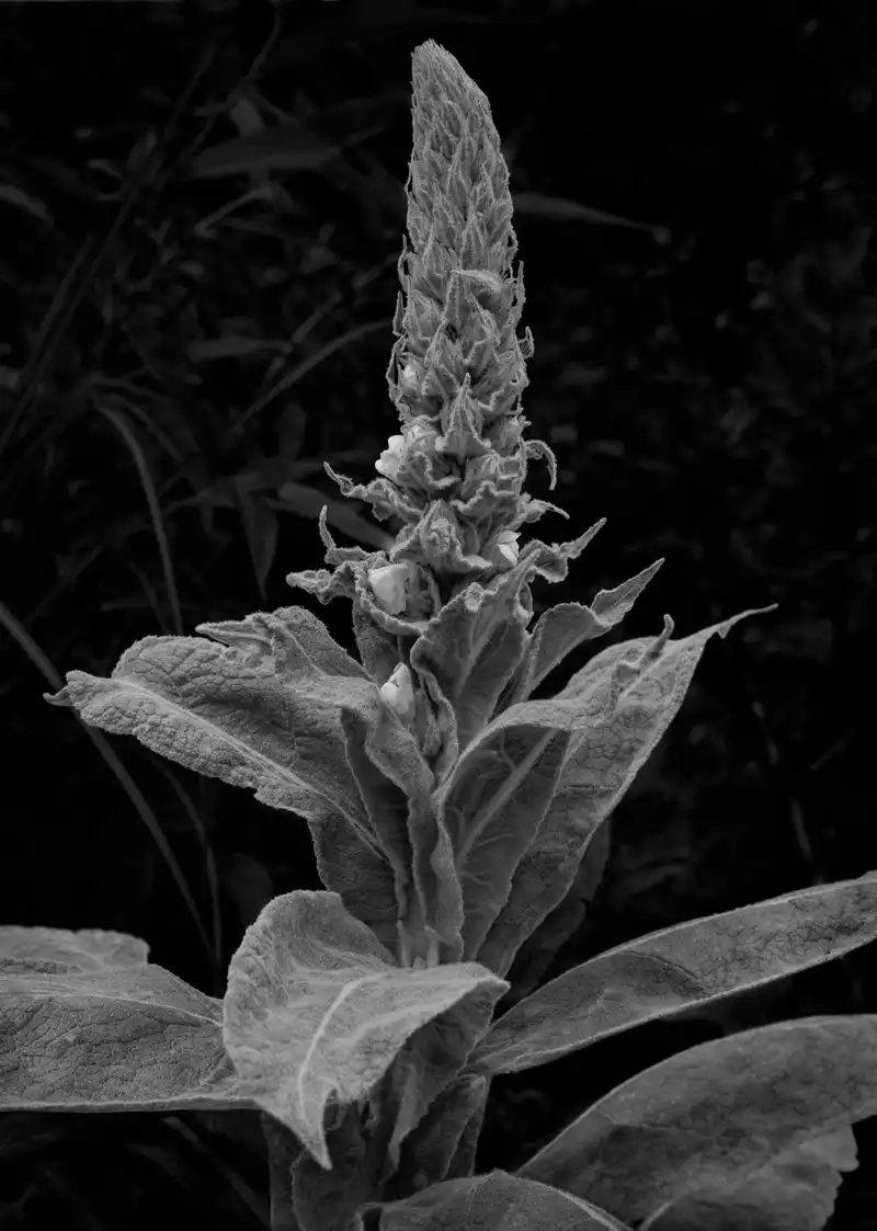 Mullein