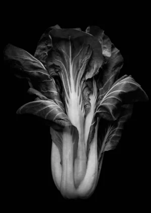 Bok choy