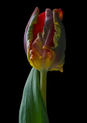 Parrot tulip