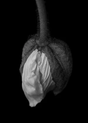 Poppy