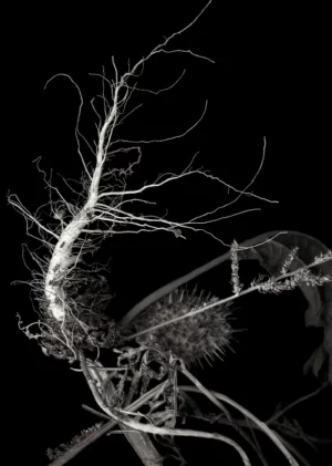 Roots