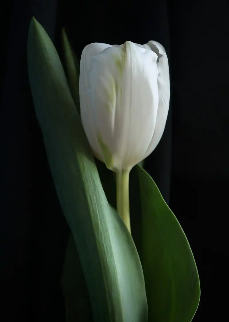 Tulip