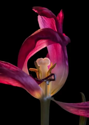 Tulip