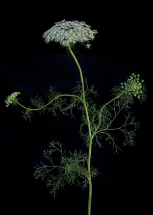 Wild Carrot