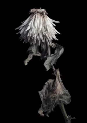 Wilted Chrysanthemum