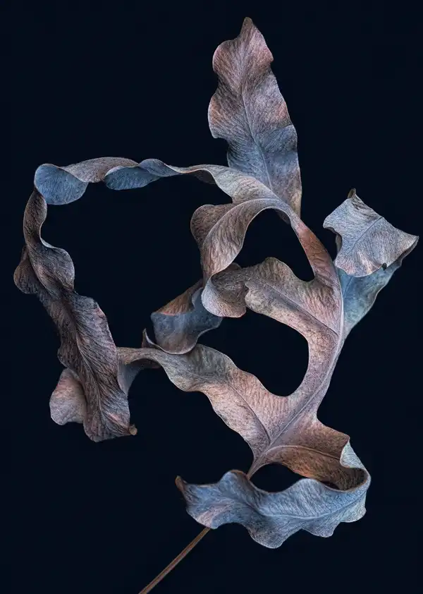 Dried Fern Leaf